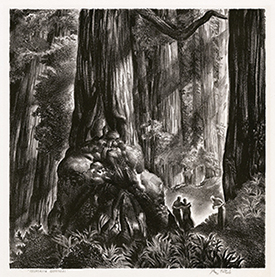 California Redwood, forest, couple, photographer